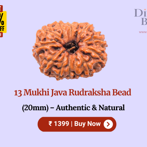 13 Mukhi Java Rudraksha Bead (20mm) – Authentic & Natural
